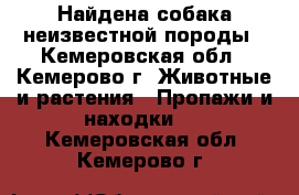 Найдена собака неизвестной породы - Кемеровская обл., Кемерово г. Животные и растения » Пропажи и находки   . Кемеровская обл.,Кемерово г.